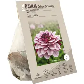 Dahlia Creme de Cassis lila/rosa ICA Garden.