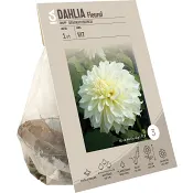 Dahlia Fleurel vit ICA Garden.