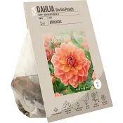 Dahlia Go-Go Peach ICA Garden.