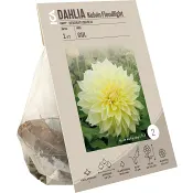 Dahlia Kelvin Floodlight 125 Gram ICA Garden.