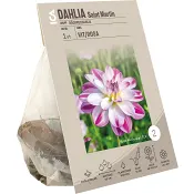 Dahlia Saint Martin ICA Garden.