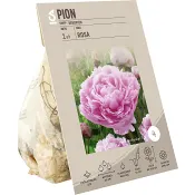 Paeonia Officinalis Pink ICA Garden.