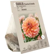 Dahlia Peaches &amp; Vanilla ICA Garden.