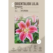 Gladiolus Fidelio rosa.