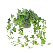 Murgröna långa rankor.