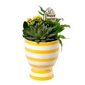 Arrangemang Randig 11cm x5.