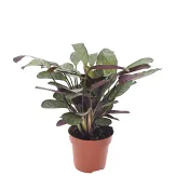 Fiskbenssteante 12 cm.