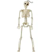 Skelett 40 cm ICA.