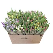 ICA Tulpaner 9 pack mix.