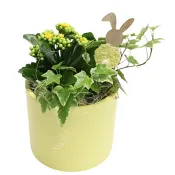 Arr Påsk Murgröna 13cm x3.