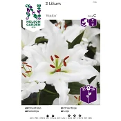 Vårlök Lilja Orient Vit 1st Nelson Garden.