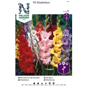 Gladiolus Storblom 1-p Nelson Garden.