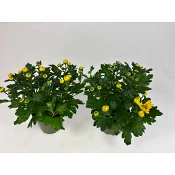 Krysantemum gul 11,5 cm.