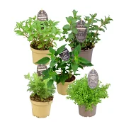 Kryddmix spec 13 cm.