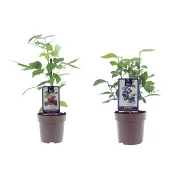 Bärväxt mix 15 cm.