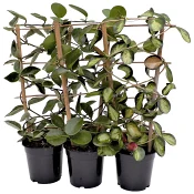 Hoya spalje mix 17 cm.