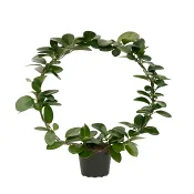 Porslinsblomma på båge 14cm.