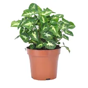 Pilspetsranka småbladig 12cm kruka Höjd 20cm.