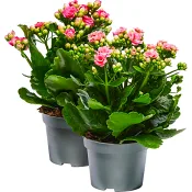 Kalanchoe 10,5cm Specialmix.