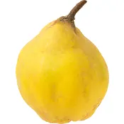 Kvittenfrukt ca 160g Klass 1 ICA.