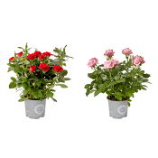 Ros lyx 15cm kruka varierande färger.