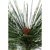 Tallkvist 31 cm Nordic Season.