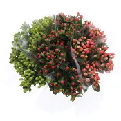 Hypericum 5 pack mix.