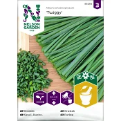 Gräslök, Vanlig, Twiggy 1st Nelson Garden.
