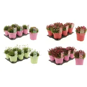 Stenpartiväxt mix 15 cm.