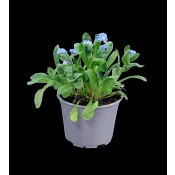 Förgätmigej 10,5 cm.