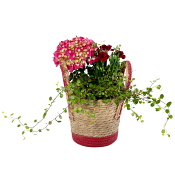 Arr Hortensia Korg 17cm x3.