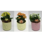 Arrangemang Morsdag Kalanchoe PP.