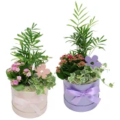 Arr Morsdag box 15cm mix x6.