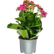 Kalanchoe dubbelblommande 10,5cm kruka Höjd 26cm cerise.