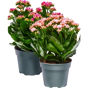 Kalanchoe dubbelblommande 13cm kruka Höjd 30cm varierande färger.