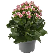 Kalanchoe varierande färger.