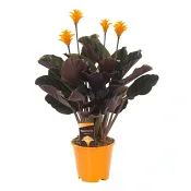 Calathea crocata 14cm kruka Höjd 40cm.