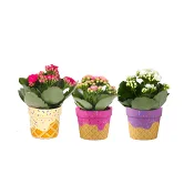 Arr Glass Kalanshoe Mix 6cmx12.