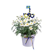 Arr Margerit Midsommar 12,5cm x10.