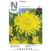 Vårlök Kaktusdahlia Hög Gul 1st Nelson Garden.