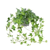 Murgröna rankor 12 cm ICA.