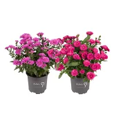 Aster dubbelblommande 11cm kruka Höjd 28cm varierande färger.