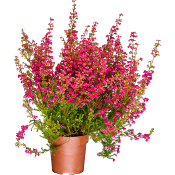 Ljung Erica 11cm kruka röd.