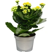 Kalanchoe dubbelblommande 10,5cm kruka Höjd 26cm gul.