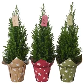 Arr Cypress mix9cm x12.