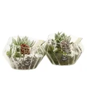Arr Glas Echeveria 15cm x4.