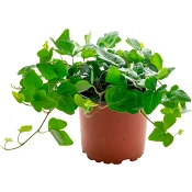 Hedera Helix 12cm 1st Spira blommor.