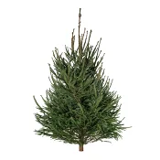 Rödgran 150-200 cm.