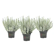 Ljung Beauty ladies vit 13cm.