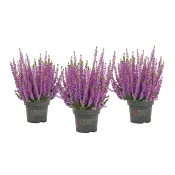 Ljung Beauty ladies lila 13cm.